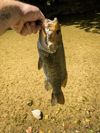 These fly spinners are amazing for creek fishing!